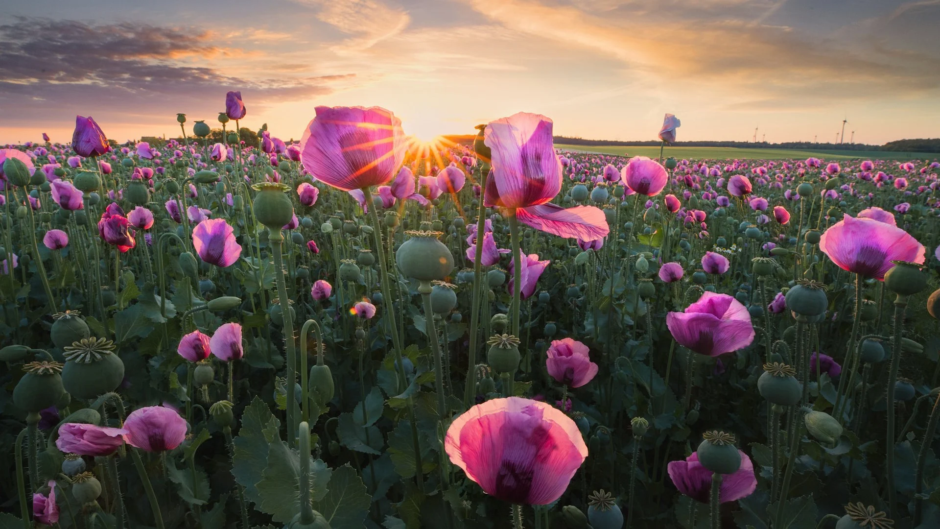 earth poppy pink flower during sunrise HD flowers Wallpaper