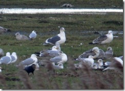 Slaty-backed Gull