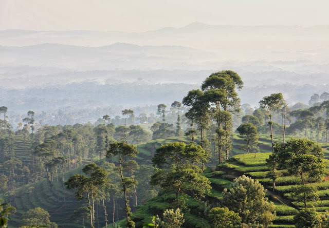 Tiket Masuk Kebun Teh Pagilaran