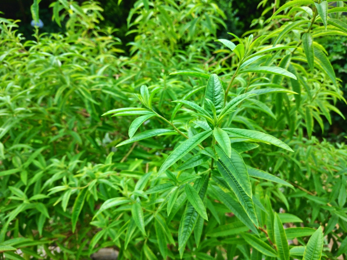 The world of Lemon Verbena tea is a tapestry of flavor, wellness, and pure indulgence. Whether you're a seasoned tea enthusiast or a curious newcomer,