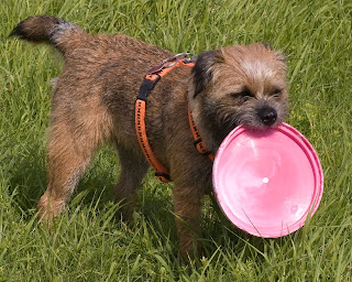 picture of border terrier