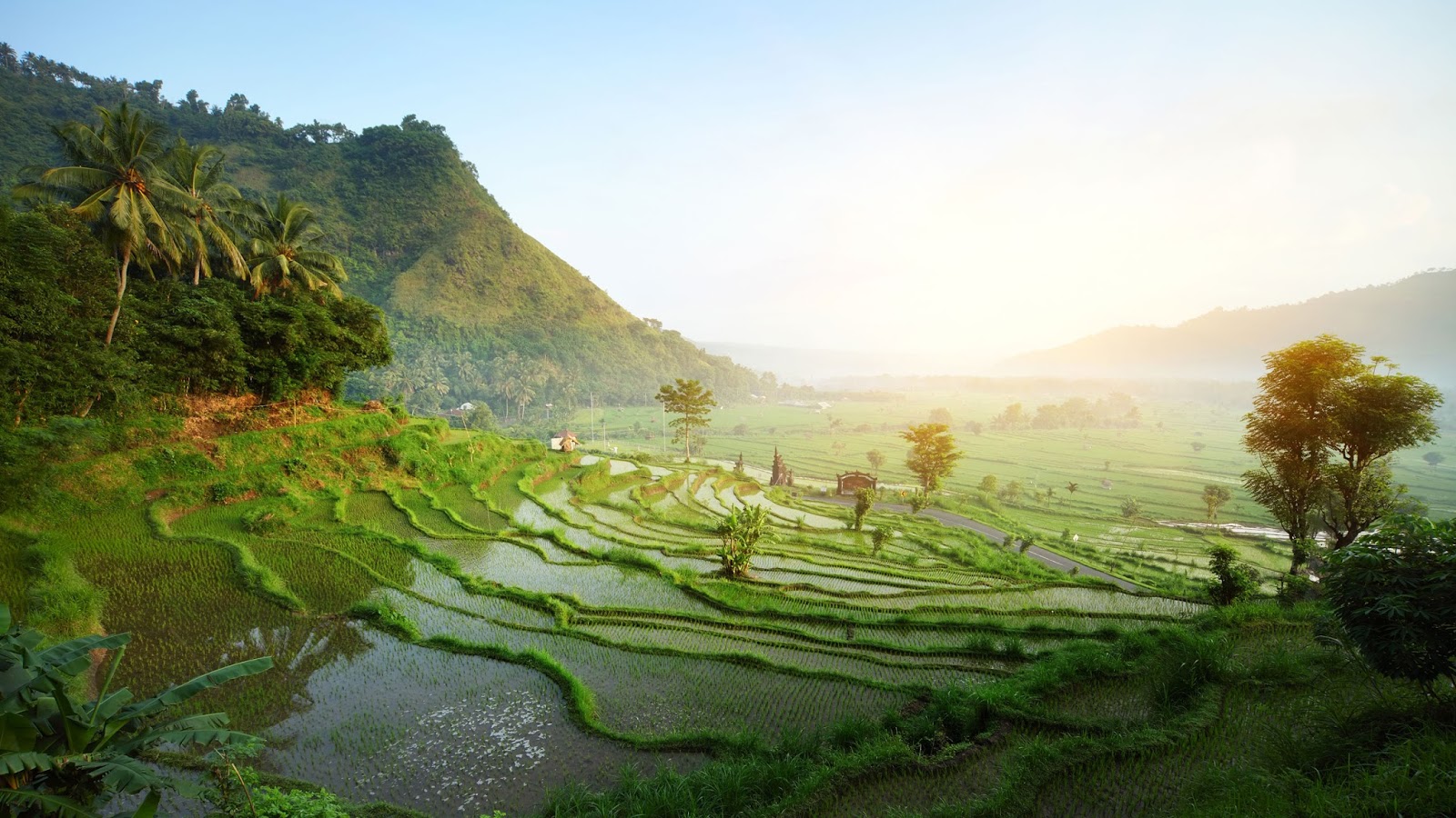 Gambar Pemandangan Sawah Yang Indah Gambar Kata Kata