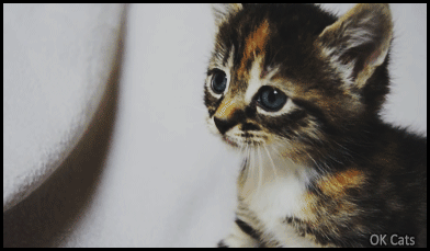 Cute Kitten GIF • Kitty sadly meowing. What do you want baby? Are you hungry or looking for your Mom [ok-cats.com]