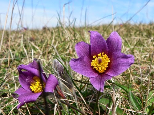 Pasque Flower