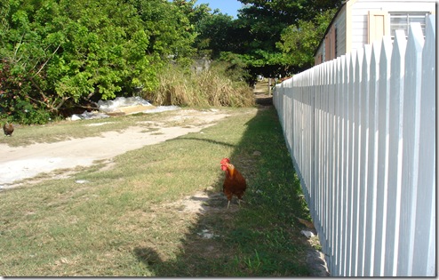 dunmore town,,spanish wells bahamas 013
