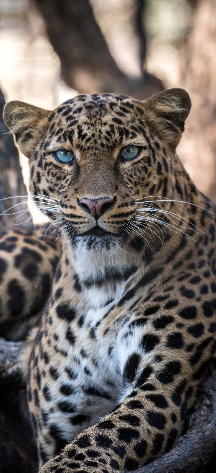 Portrait of a jaguar.