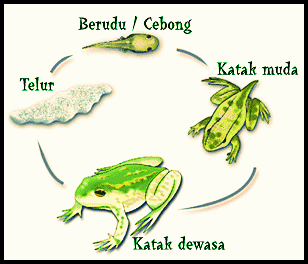 Proses Metamorfosis  Pada Katak