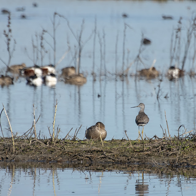 California, travel, birdwatching, bird, birding, nature, photography, landscape, Greater Yellowlegs