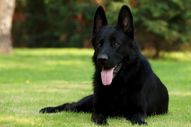 Gorgeous black German Shepherd