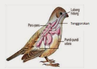 pratamapb sistem  pernafasan pada serangga