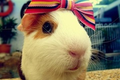 CUTE-animals-3 (4)