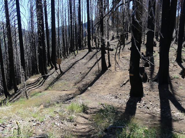 000: burned trees, crossing trails among burned trunks