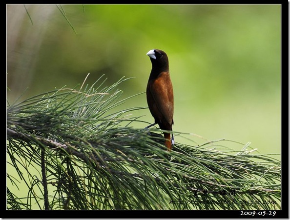 黑頭文鳥(2009-05-29七星潭)1674