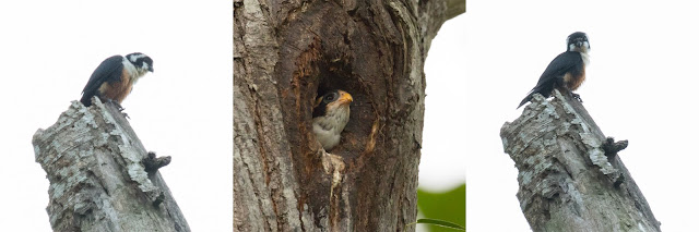 black-thighed falconet, kaeng krachan NP, Thailand