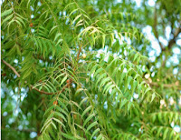 Neem Tree