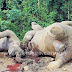 [BERITA]  Kejam! 10 Ekor Gajah di Racun