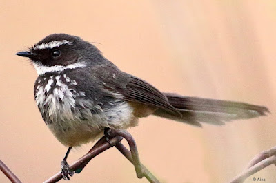 "Spot-breasted Fantail - resident"