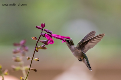 The Art of Adaptation - A Lesson from Hummingbirds