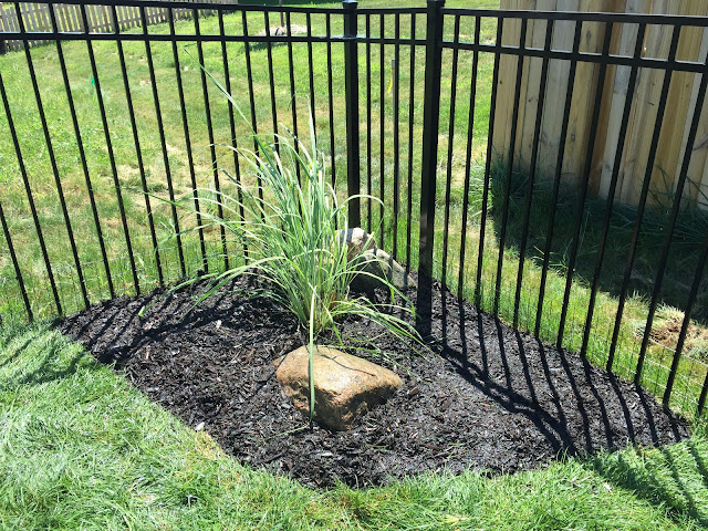 hardy pampas with rock