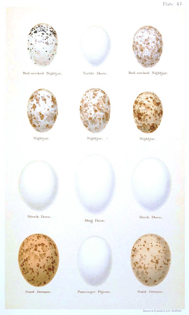 Pictures Of Bird Eggs