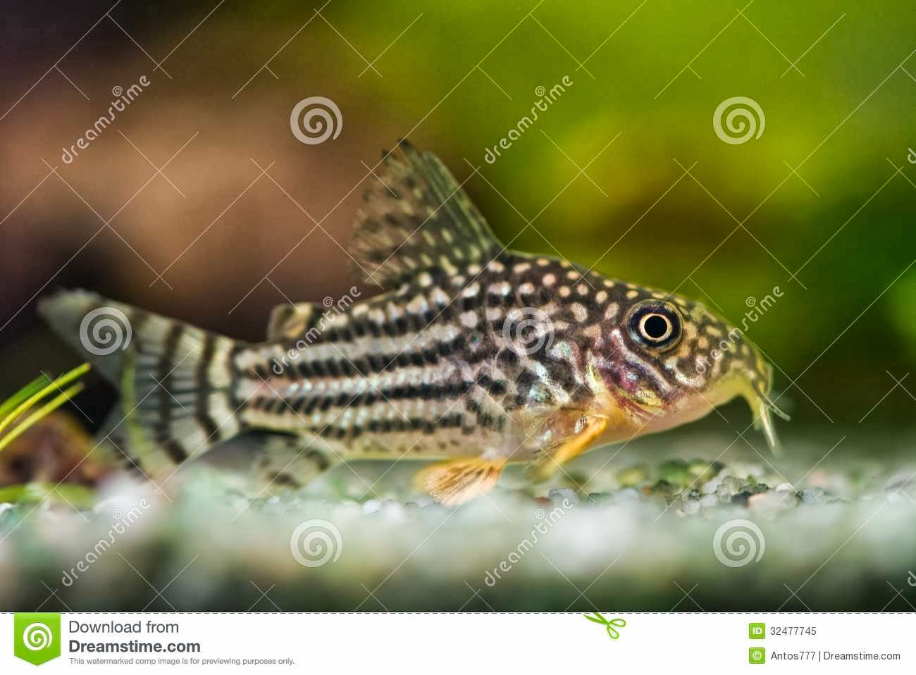 fish share GAMBAR  IKAN  HIAS  CORYDORAS 1