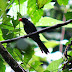 Slate-colored Grosbeak, Picogrueso de Pico Rojo