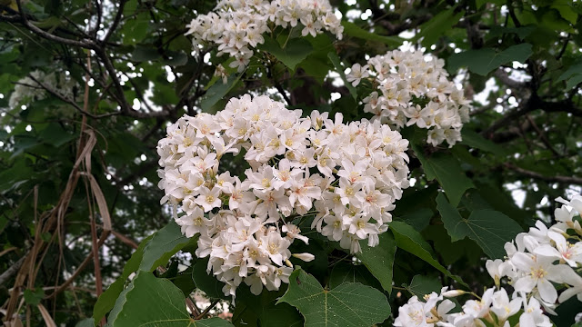 油桐花 - 龍騰斷橋