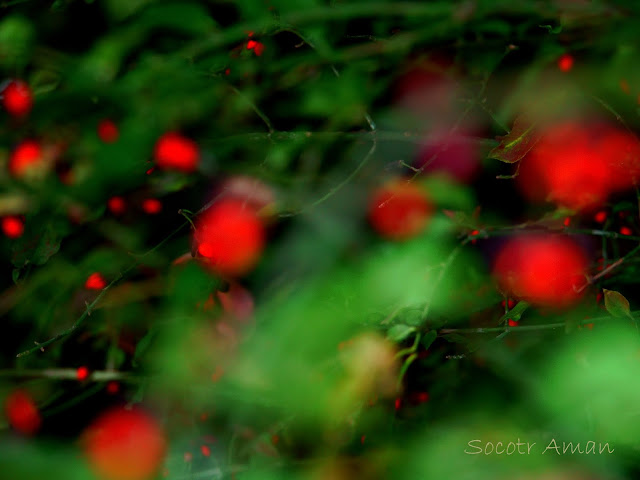 Euonymus alatus