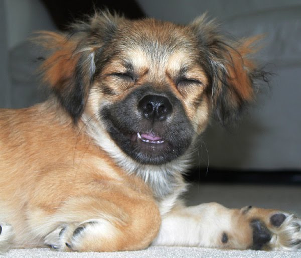 26 pictures of awkward dog smiles