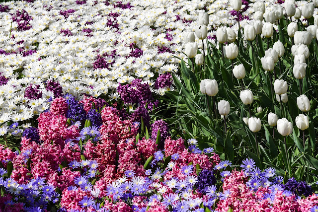 庫肯霍夫公園, Keukenhof, 荷蘭, holland, netherlands