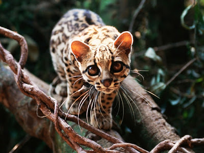 alt=" margay en las copas de los arboles"