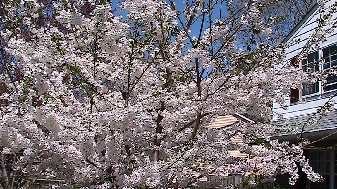 cherry tree drawing. japanese cherry tree drawing.