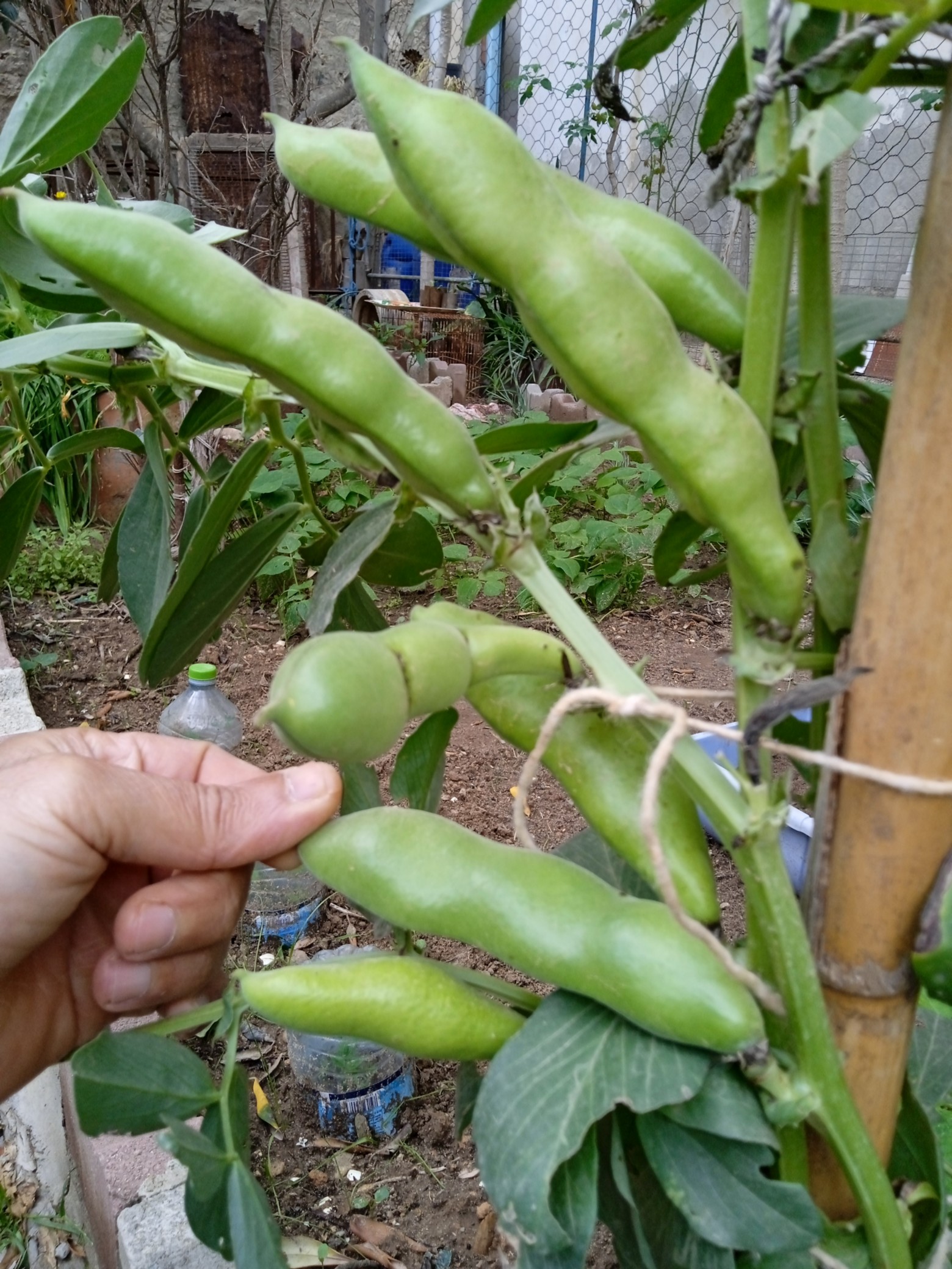 The impact of broad beans on soil health is profound. By releasing nitrogen into the soil, these legumes serve as natural fertilizers, enriching the earth for future crops.