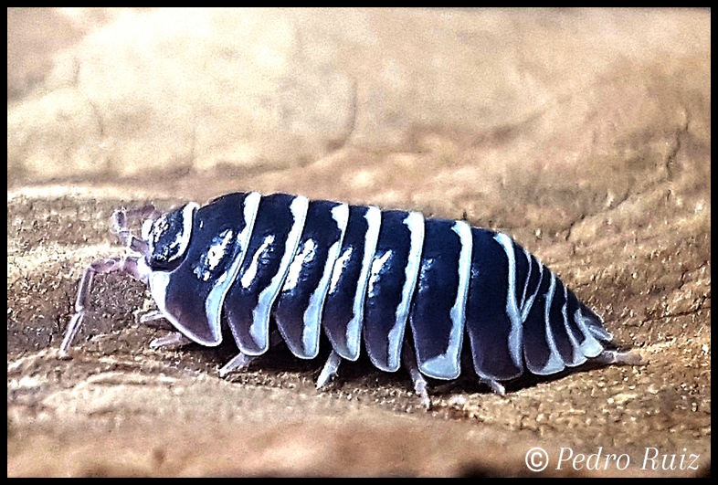 Ejemplar adulto de Armadillidium maculatum