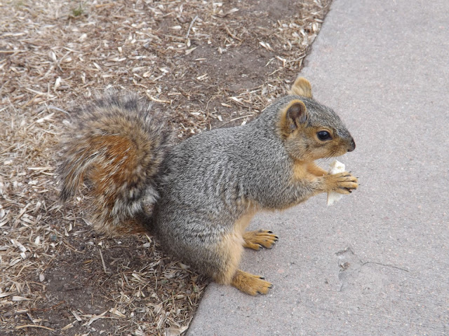 Yesterday we went to one of the many parks in Colorado Springs, which is a 20 minute drive from our house. There we walked and fed the squirrels. While Artem played on the playground, we were feeding curious animals. They are almost tame and throw themselves at your feet when you walk along the paths of the garden. And one even started to follow us, when we finished bread.   The weather was sunny and windless. We had a great time and rest.  Вчера мы ездили в парк Колорадо Спрингс, который находится в 20 минут езды на машине от нашего дома. Там мы гуляли и кормили белок. Пока Артем играл на детской площадке, мы занимались фотоохотой, прикармливая любопытных животных.  Белки почти ручные и сами бросаются под ноги, когда гуляешь по тропинкам сада. А одна белка даже начала на нас нападать, когда у нас закончился хлеб.   Погода была солнечная и безветренная. Мы прекрасно провели время и отдохнули.