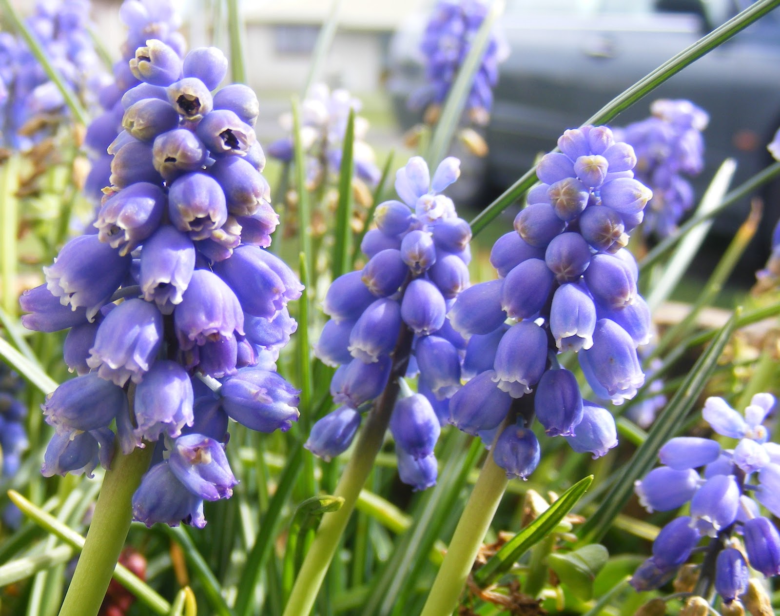 photographing New Zealand: spring is coming!