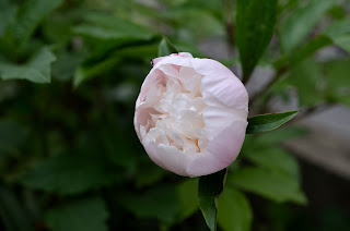 芍薬の咲きかけ