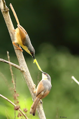 "Ashy Prinia, In this snap the prinia is feeding its chick."