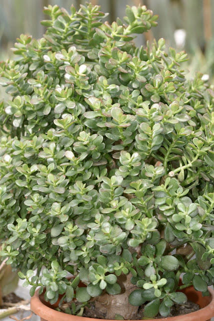 Crassula ovata