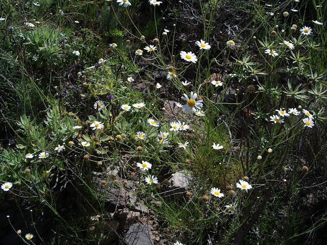 Argyranthemum filifolium