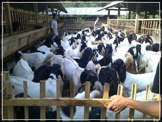 32+ Foto & Gambar Kambing Etawa Untuk Bisnis dan Kontes