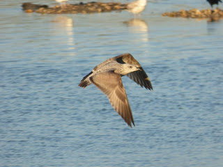 1st winter Herring Gull flying