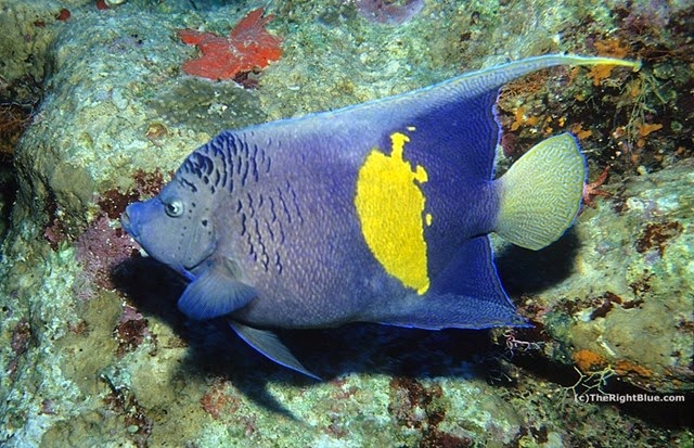 Yellowbar Angelfish (Pomacanthus maculosus)