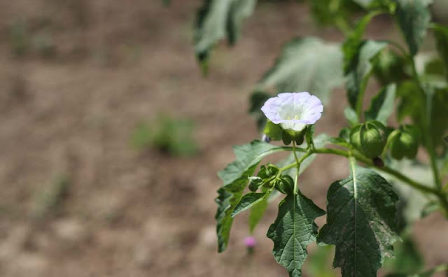 Apple of Peru Flowers Pictures