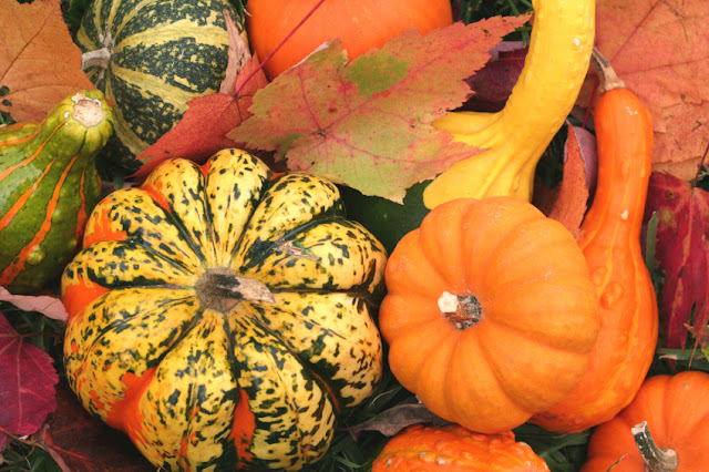 Autumn Gourds3