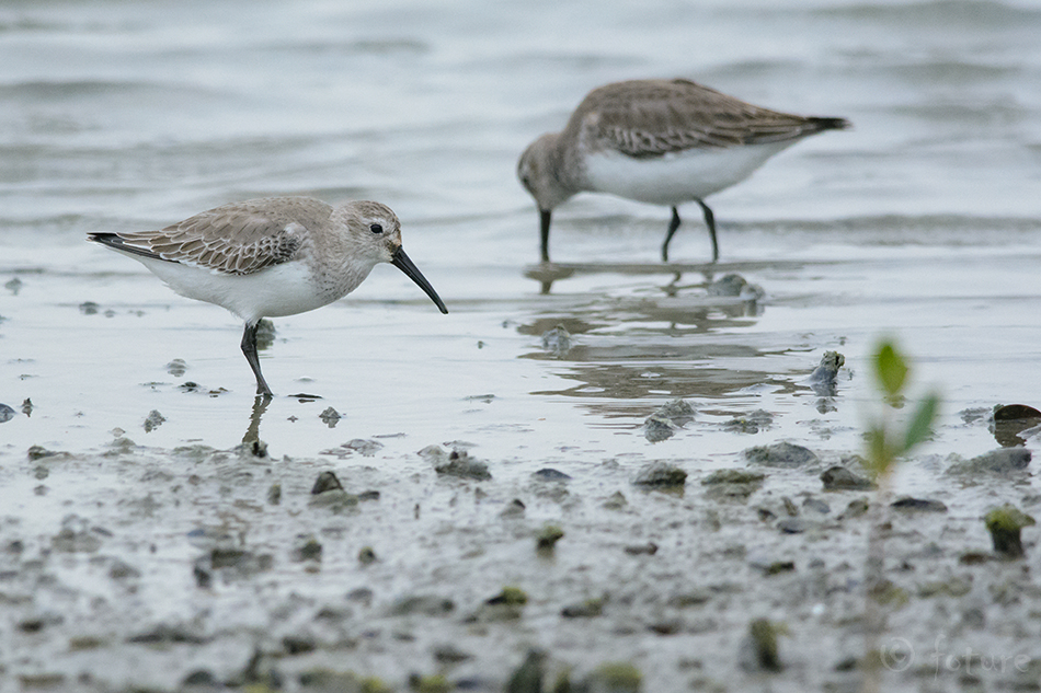 Soorüdi, Calidris alpina sakhalina, Dunlin, Sandpiper, soorisla, rüdi, risla