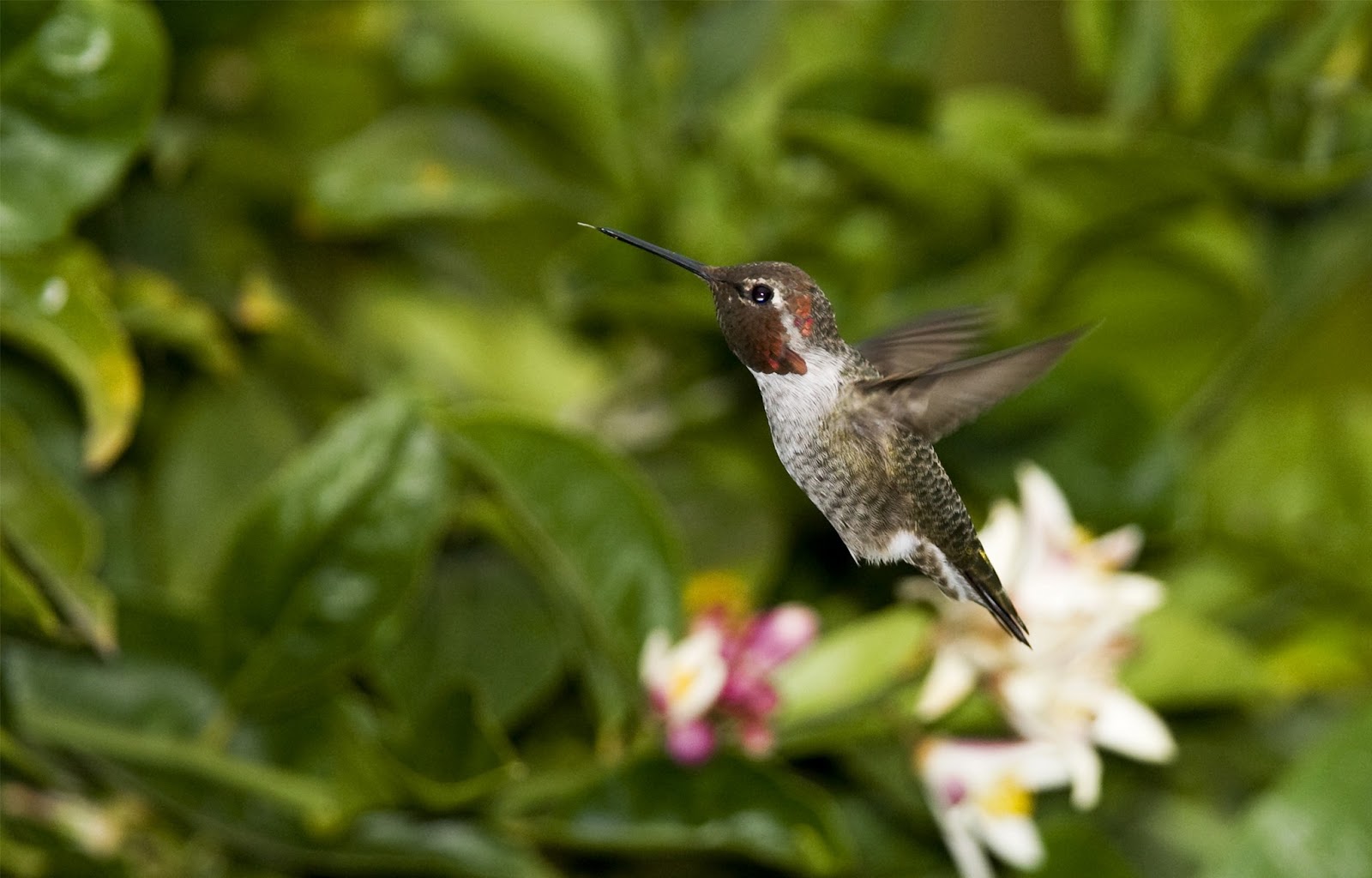 Hummingbird Hd Wallpapers Hd Wallpapers High Definition HD Wallpapers Download Free Images Wallpaper [wallpaper981.blogspot.com]