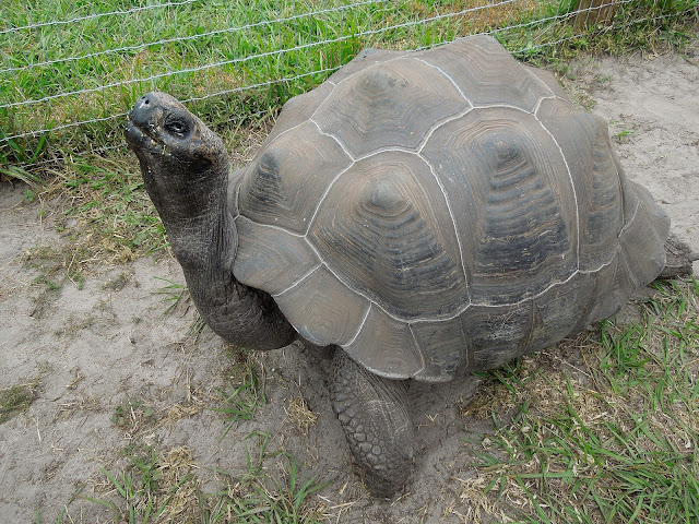 Galapogos tortoise