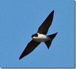 300px-Delichon_urbicum_-Iceland_-flying-8