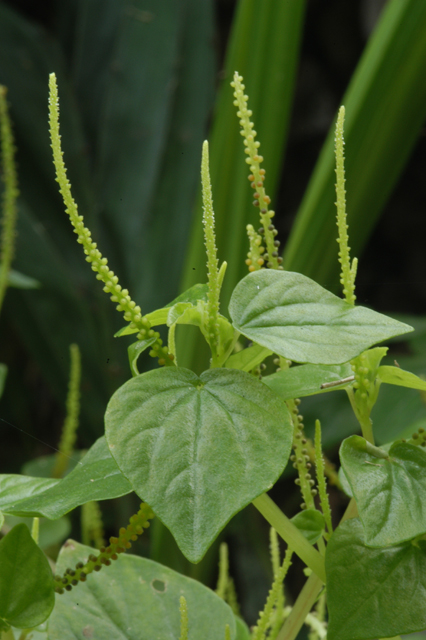 Klasifikasi Peperomia Pellucida